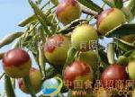 黃驊冬棗 甜蜜的財(cái)富機(jī)遇，招商加盟正當(dāng)時(shí)